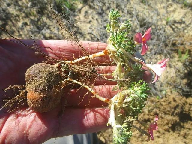 酢浆草|长发飘飘 or 纤细苗条，多毛酢浆草家族等