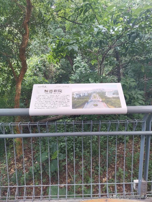 【山楂味的诗】走马观花,看顺德大良。