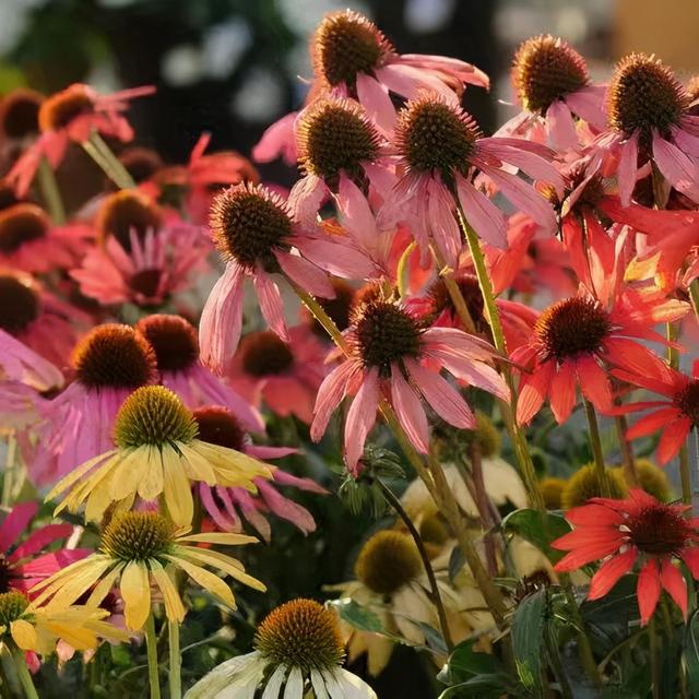 夏季庭院里一抹浓艳的色彩——松果菊