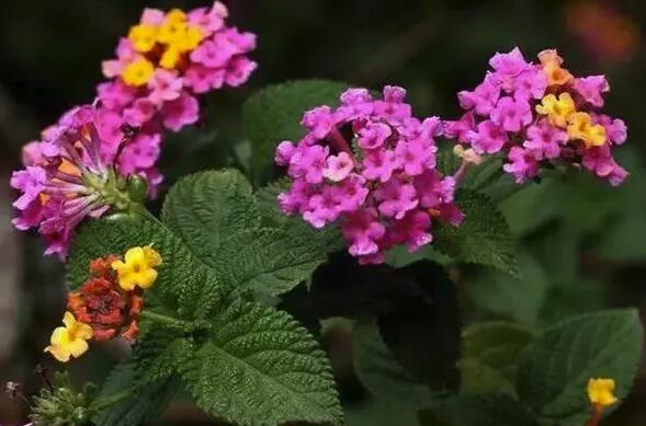 花朵|夏天养花“招虫子”？看完才明白养错花了