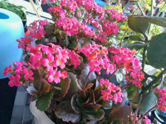 枝条|养长寿花6年，总结“5点”经验，一盆能变50盆，开花停不下来