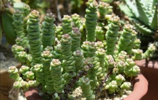 多肉钱串怎么养，才能长满花盆，株型更美观