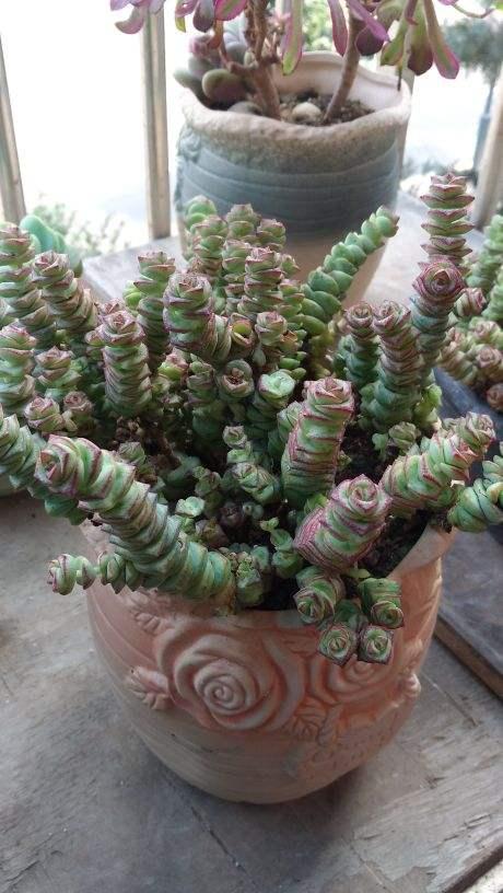 精致有质感的钱串，冬天养护注意4点，株型矮壮叶子胖嘟嘟