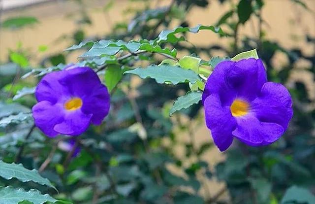 大咖分享 | 蓝色花境植物有那些？