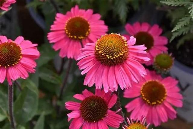 夏季庭院里一抹浓艳的色彩——松果菊