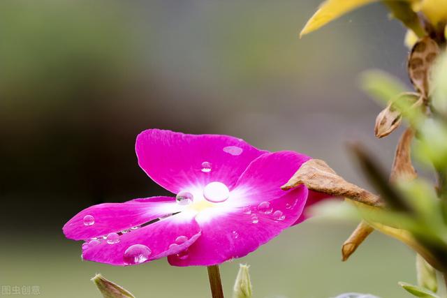 真正的“开花机器”被公布，月季排不上号，全养过的举手