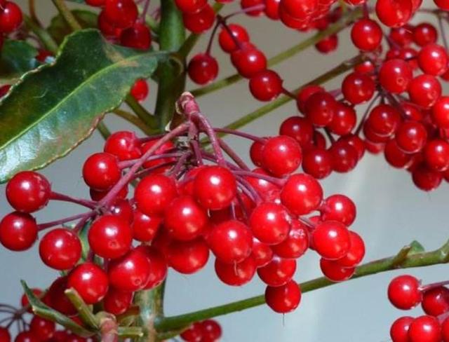 能开花也能结果，3种花养在家里，真不赖