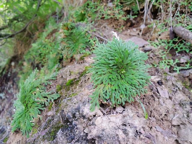 它是号称“养不死”的植物，旱1个月再浇水，轻松养成“小盆景”