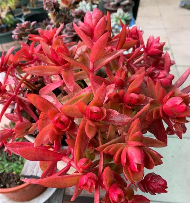 5种多肉不怕冻，冬天不用担心冻伤，养起来很省心