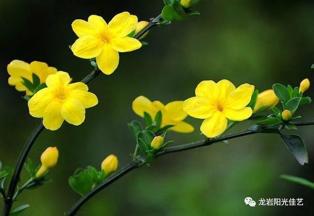 你的育儿经▲【停课不停学】迎春花儿开