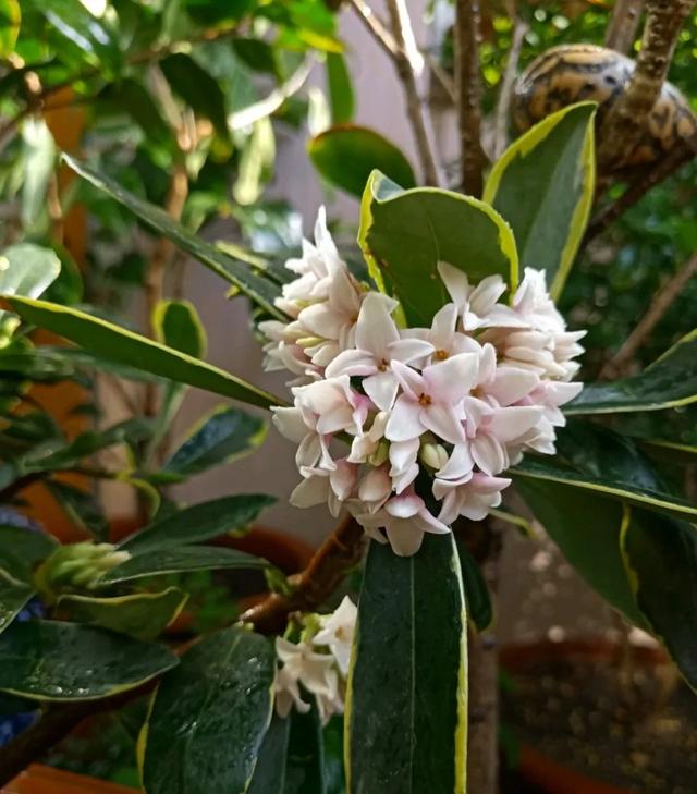 这几种花，香得“呛鼻子”，别放在卧室，一不小心就失眠