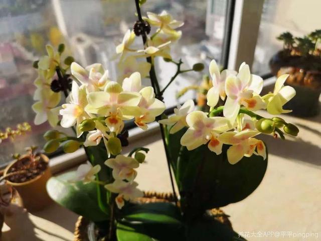 冬天就养耐阴花，没光也能开爆盆，扔角落自己疯长