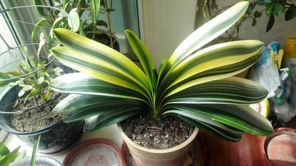 长寿花|这花就得饿着养，盆小水少，叶子越剪长得越旺！