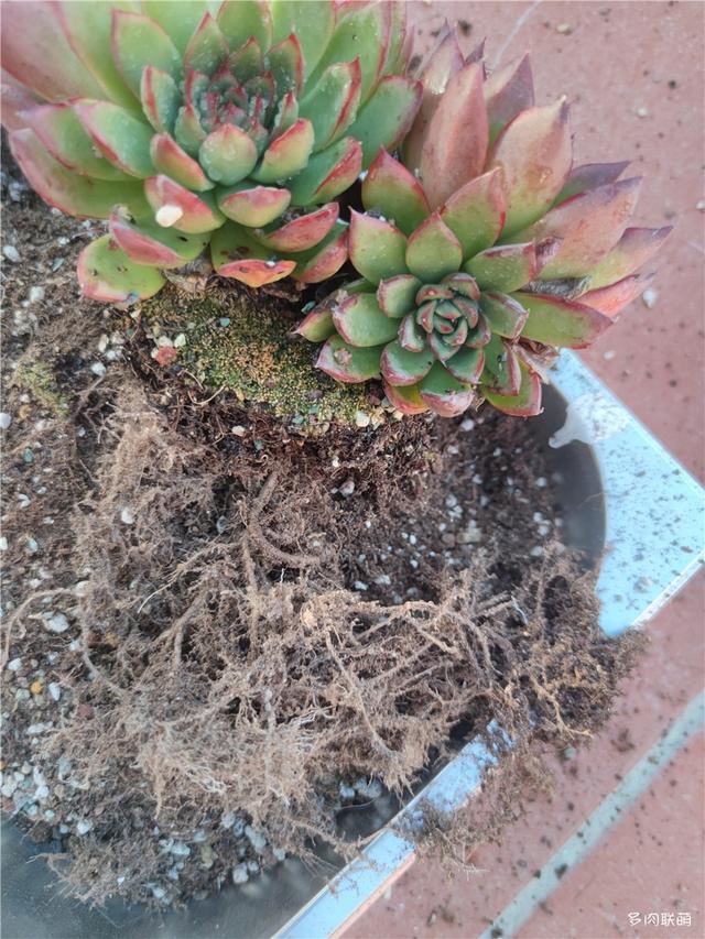 堪称励志，一颗十里挑一，几经坎坷的圣诞东云