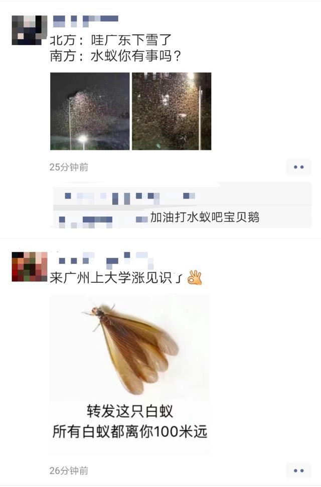 白蚁|@广东人，记得关好门窗