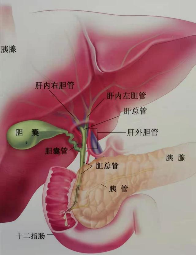 胰腺炎|胡吃海喝一时爽，当心“猛于虎”的疾病来敲门