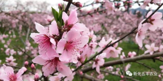 「玩乐足迹」春暖花开好去处:家门口的“十里桃花”