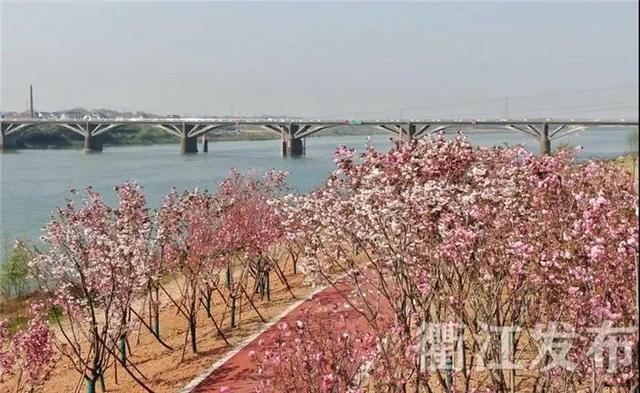 『旅行百事通』粉了！衢州有条18公里的浪漫樱花大道，约吗？