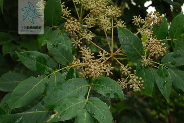 岩五加，见过吗？祛风除湿，散寒止痛。治关节痛、胃痛