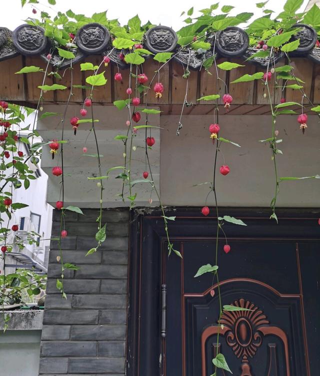 此花长得超像“红灯笼”，连灯穗都用，一年365天“反复”开花