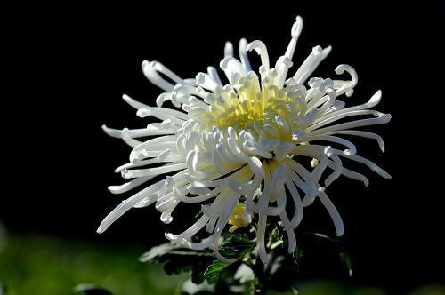 神农本草图经，薯蓣 菊花 甘草 人参 石斛 石龙芮