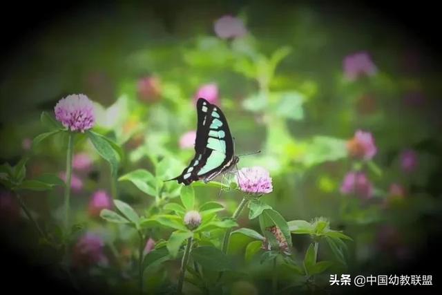 你好优秀|面对二孩“争宠”，父母眼中的公平却是伤害大宝的利器