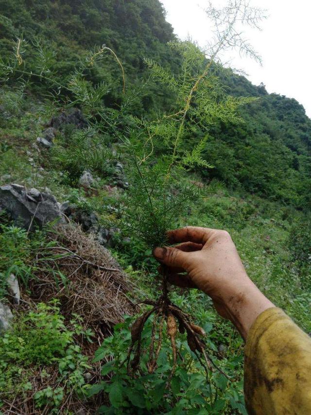 神农本草图经 | 柏实 菌桂 牡桂 天门冬 麦门冬