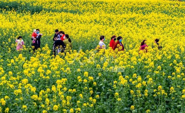 「人民图片」重庆南川:油菜花开春意浓