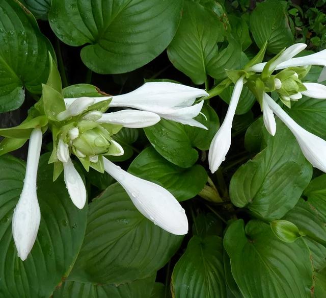 地被花卉篇——雨水花园里的植物们