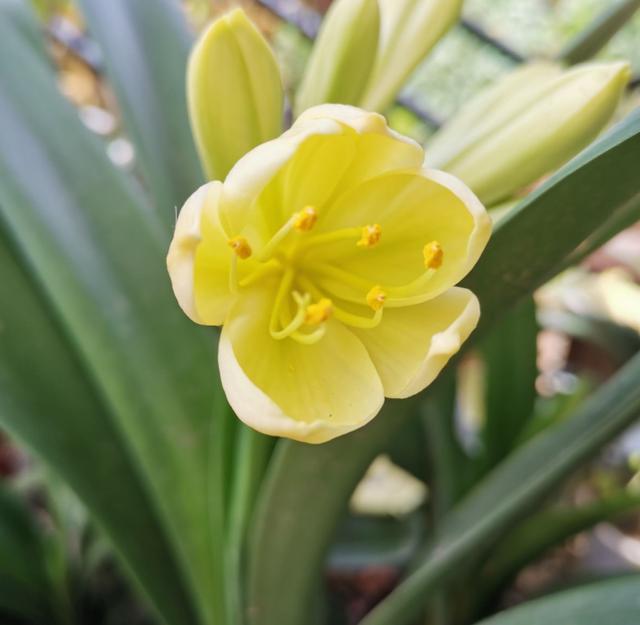 君子兰长歪太丑？找个纸板剪一剪，轻松变身矫正神器