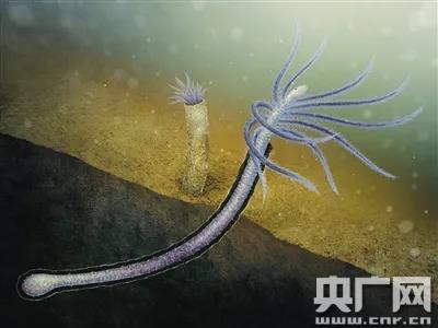 「央广网」云南生物科研团队发现寒武纪动物进化史重要阶段例证