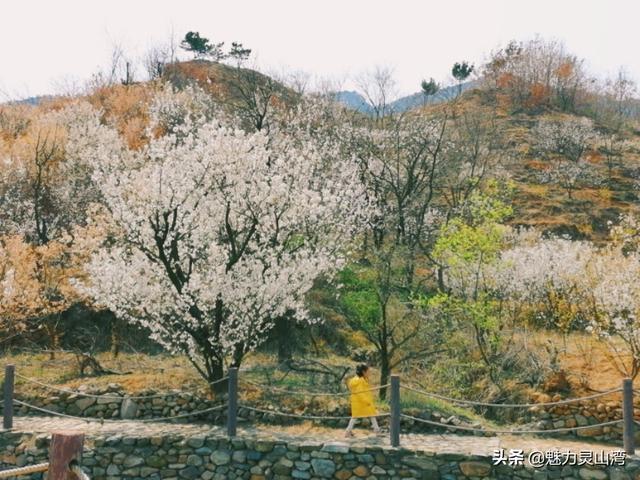 「旅行柚子君」青岛西海岸新区铁橛山下樱花盛开