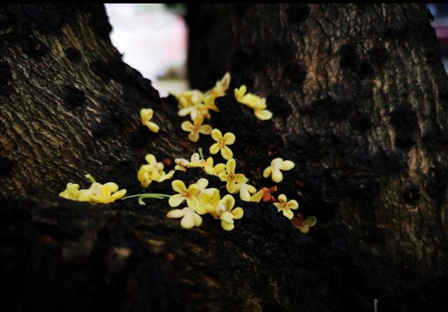 八月桂花香几许