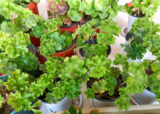 秋天插了就能活的花，插多少活多少，几天就生根