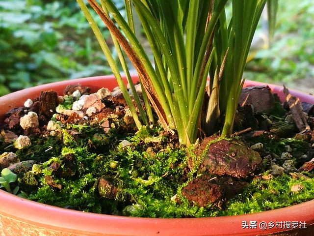 养兰花|种植兰花的盆面如何养苔藓？兰友：怪不得以前养不好兰花