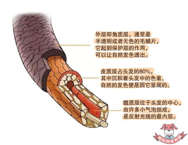 头发|发际线不保？吃对了或许能改变！女性一天需要……