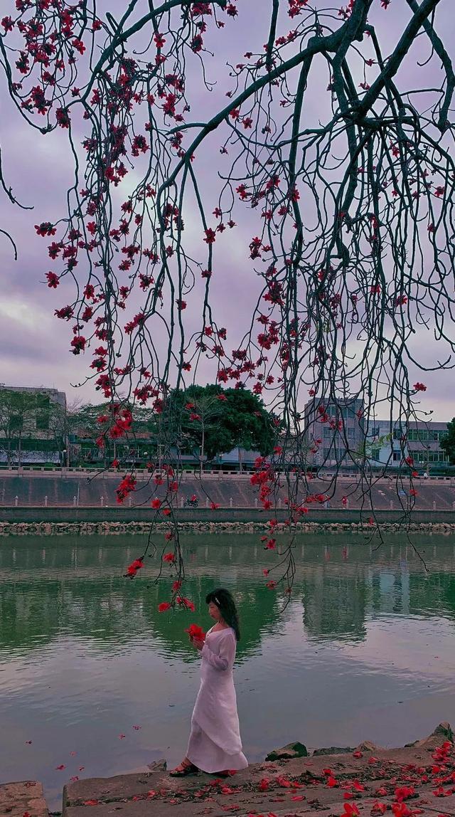 #世界那么大#实时好摄处:3月的佛山“红了”!木棉花绽放,嫣红惊艳时光