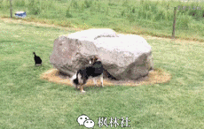 搞笑gif神评:矜持一点好吗?我们这里是正规足疗