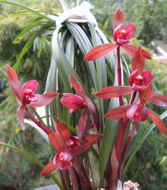 此兰花色红艳，花型大气，花开出架，是花迷喜爱的浓香品种