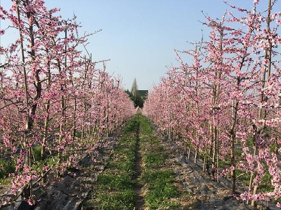 桃子|听音乐喝牛奶的桃子生长过程大揭秘