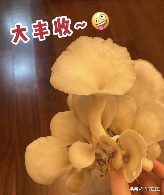 8块买的“菌包”，7天长出大蘑菇，炸了一大盘，吃起来真香