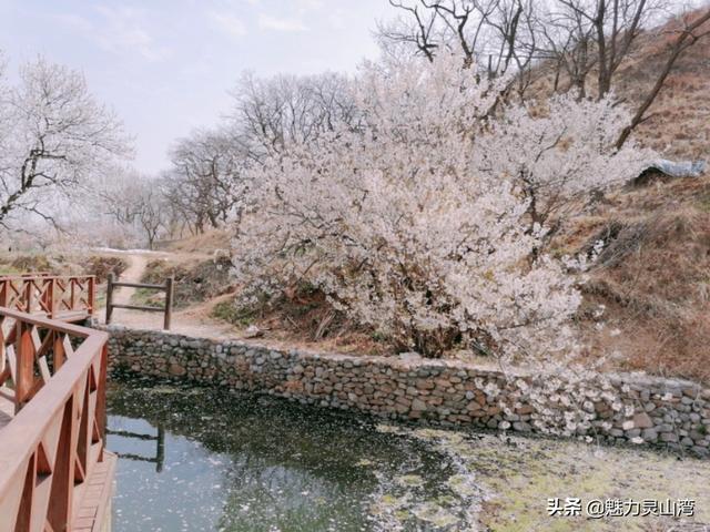 「旅行柚子君」青岛西海岸新区铁橛山下樱花盛开