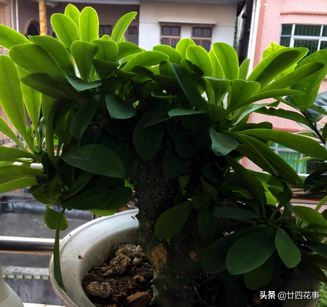这种“丑花”寓意好，比发财树好养，皮实耐旱，20年可当传家宝