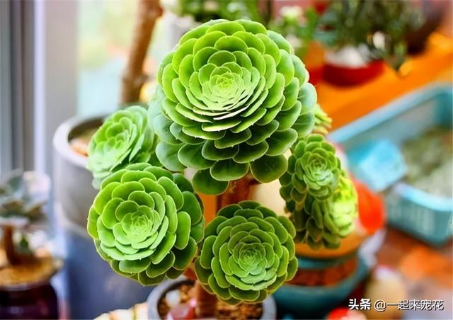 单头多肉如何变多头？最简单的打开方式，新手也会