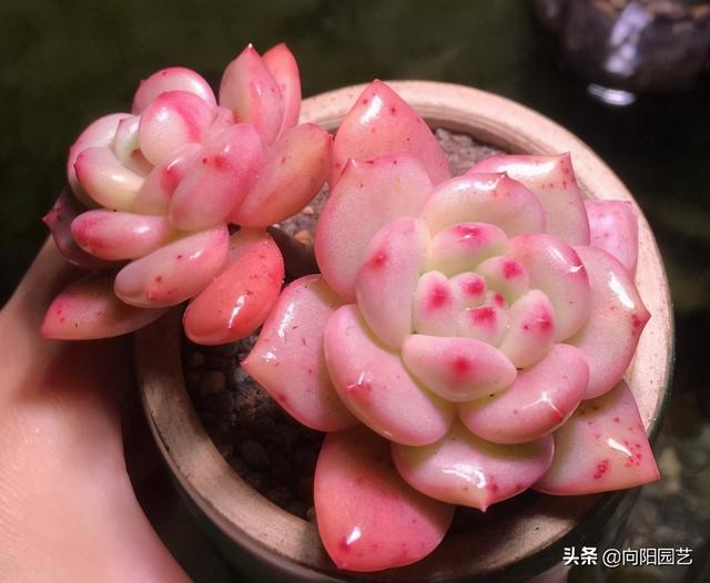 多肉不怕冷，尤其是“厚叶型”，冬天放在露台上，叶片更诱人