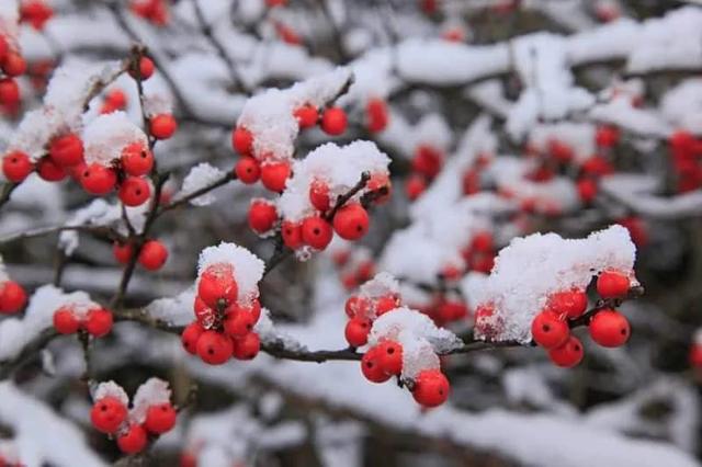 北美冬青火，高档年宵花