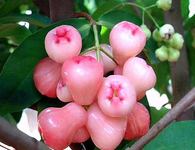 这“三多肉”是耐寒小普货，遇水疯长“寓意好”，半年养成小老桩