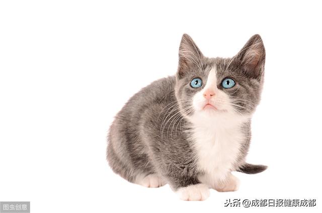 成都日报健康成都|怀孕能养猫和狗吗？看完你就知道了