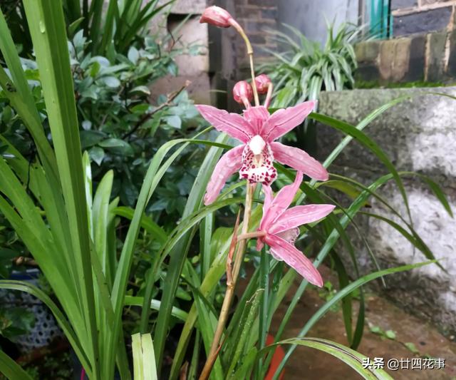 这花公认难养，冬天室内要注意，放外面冻20天，开花多又香