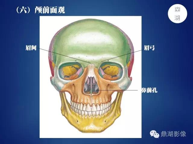 WoW，最全神经系统解剖图来了